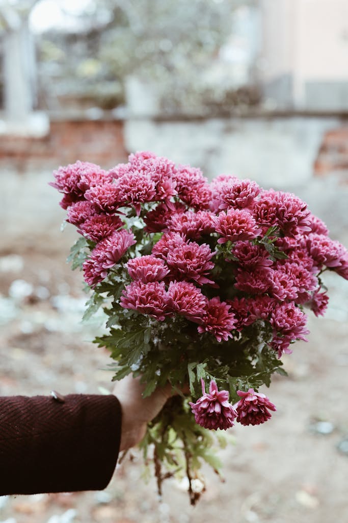 Vibrant pink chrysanthemums held by a hand in an outdoor setting, offering a burst of floral beauty.